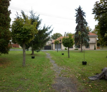 Výsadba stromů 11.10.2011