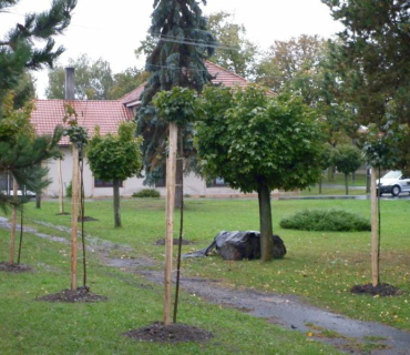 Výsadba stromů 11.10.2011
